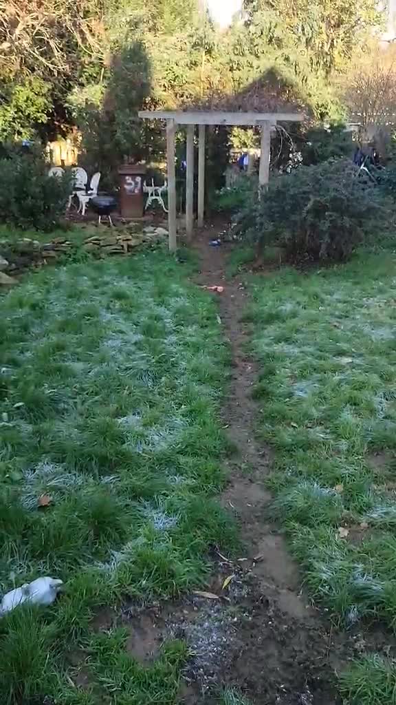 Coonhound dogs for adoption: Hound like loving Mike  - Video 2