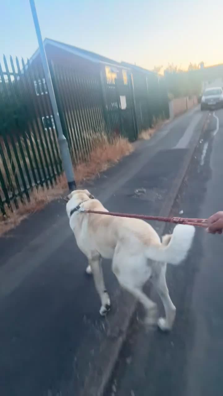 Turkish Kangal dogs for stud: Turkish kangal (mom&dad Turkish imports) stud only - Video 1