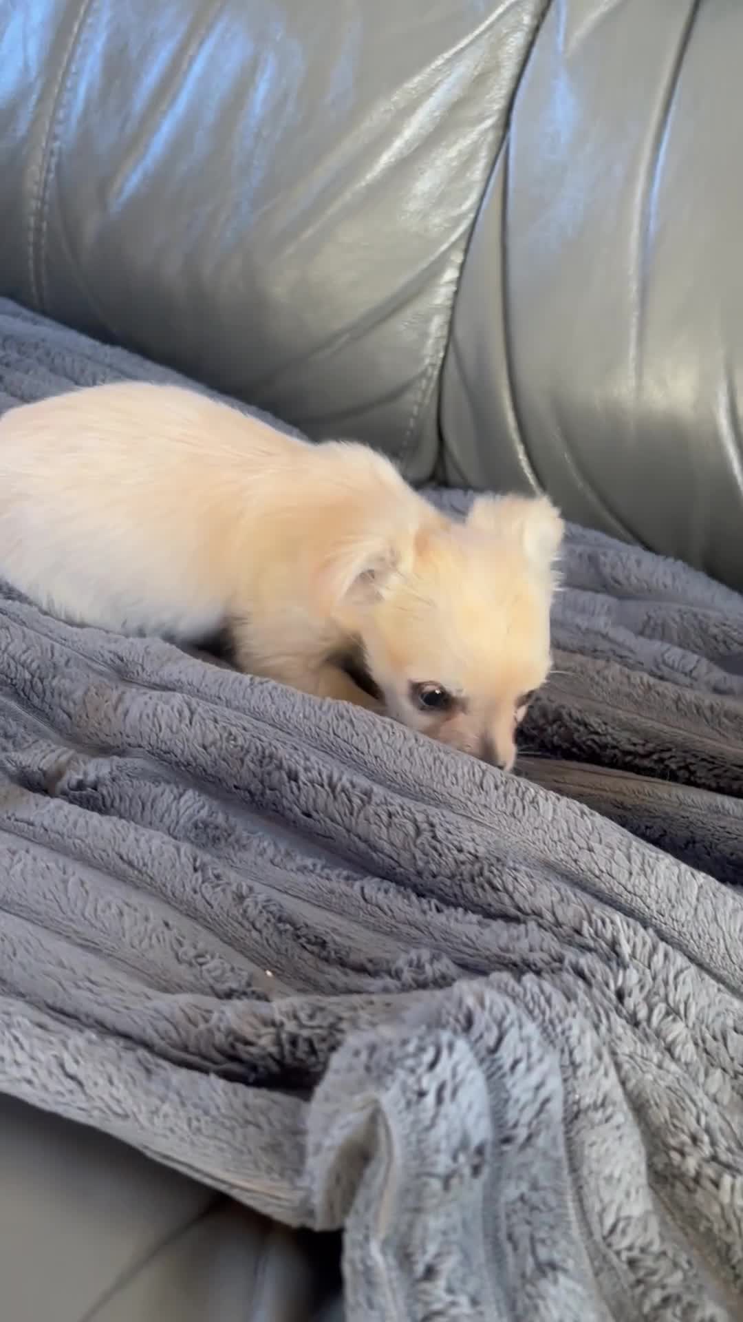Mixed Breed dogs for sale: CHIHUAHUA PUPS LAST BOYS READY NOW !! - Video 1