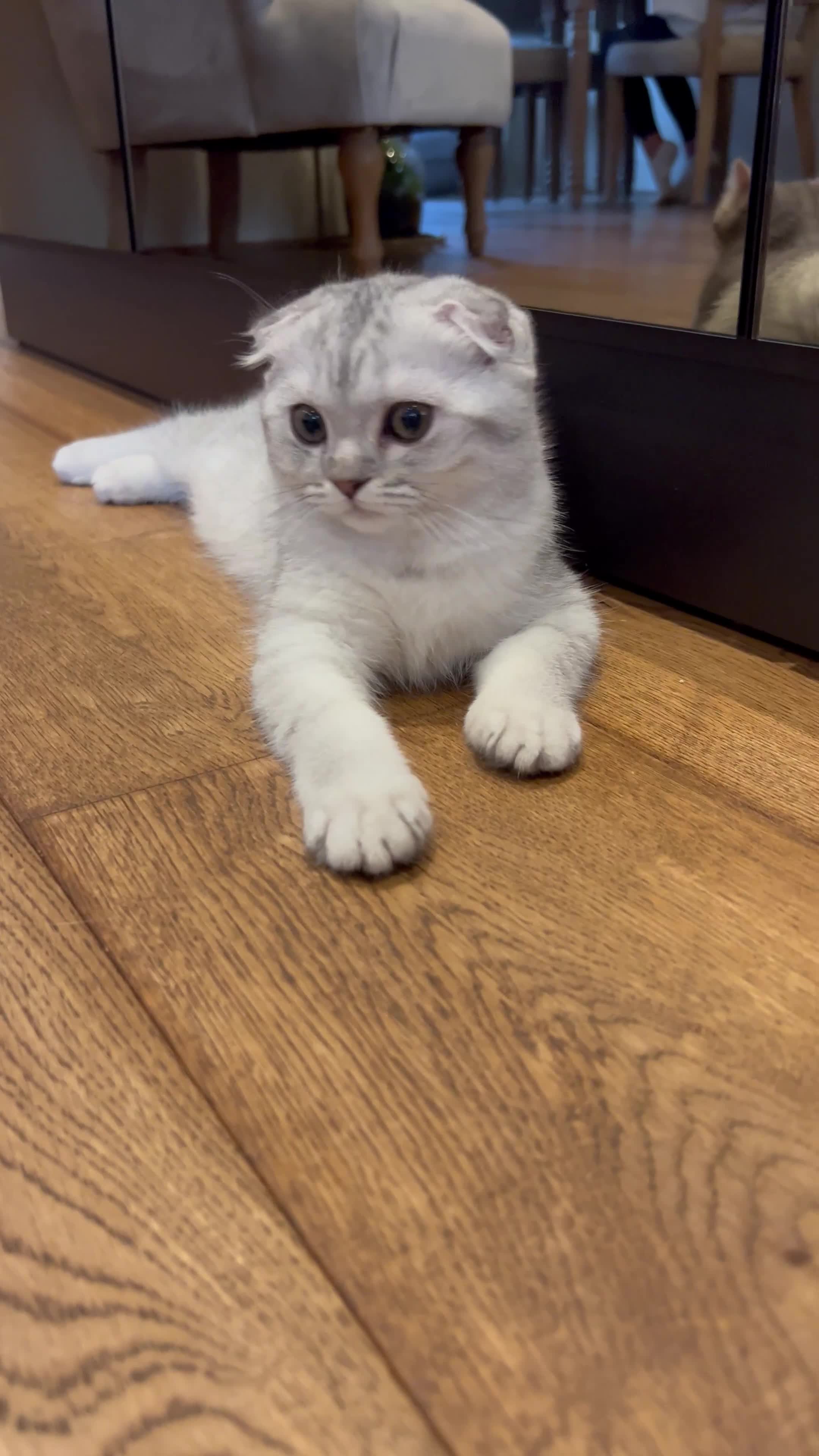Scottish Fold cats for sale: 😻😻😻 Last beautiful girl 😻😻😻 - Video 2