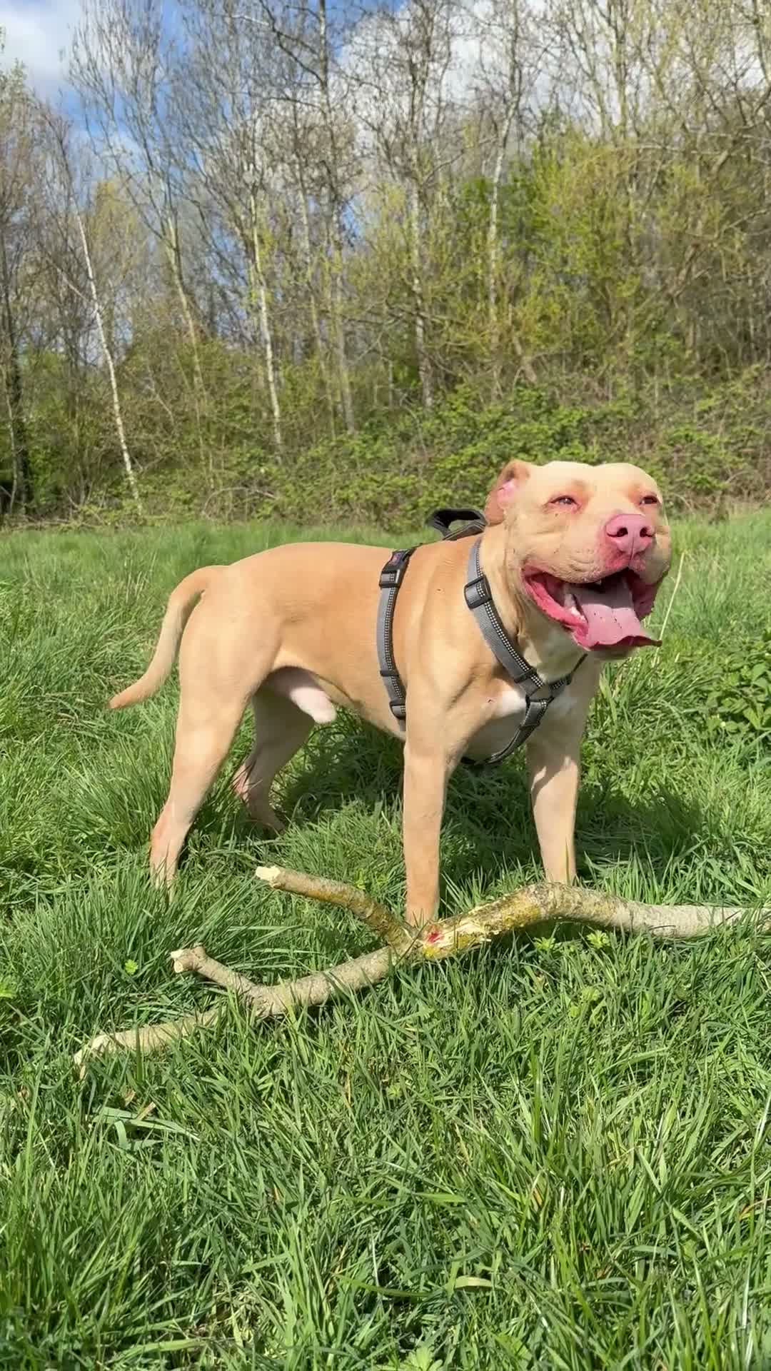 American Bull Staffy dogs for stud: Stud only  in Nottingham - Video 1