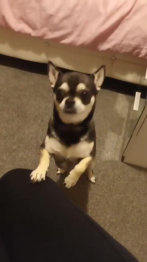 Chihuahua dogs for sale: My Nan’s lovely Boy Chihuahua For sale  - Video 1