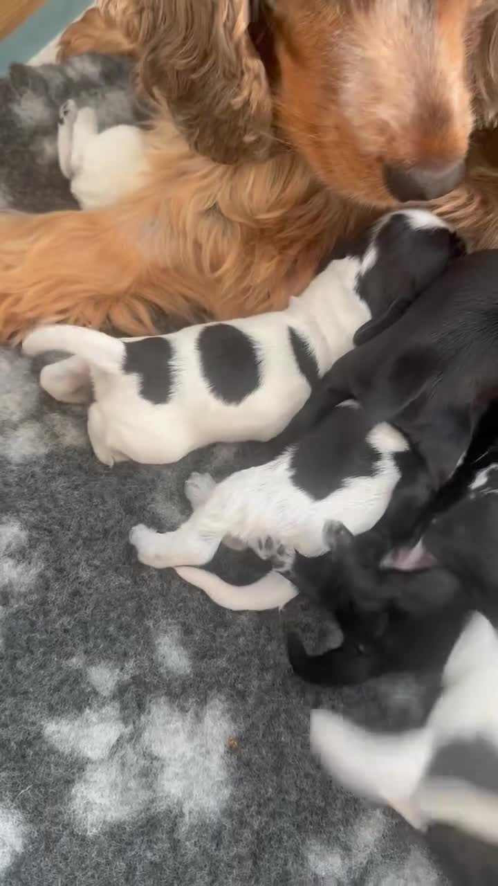 Cocker Spaniel dogs for stud: Blue roan show cocker spaniel stud - Video 1