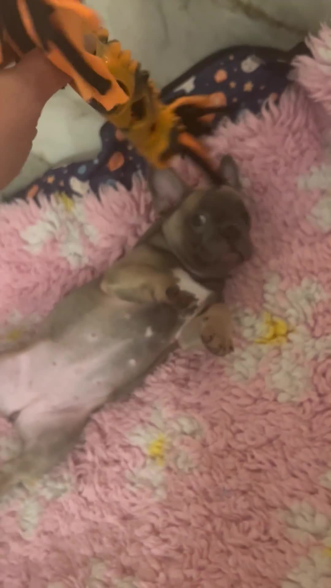 French Bulldog dogs for stud: PROVEN STUD Louis Isabella, Rojo Visual Fluffy in London - Video 3