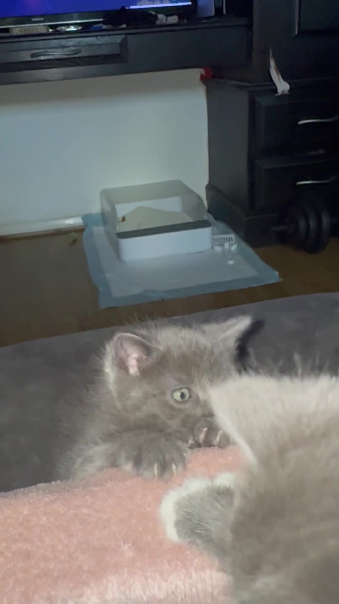 Ragdoll cats for sale: Ragdoll cross British blue kittens  - Video 5