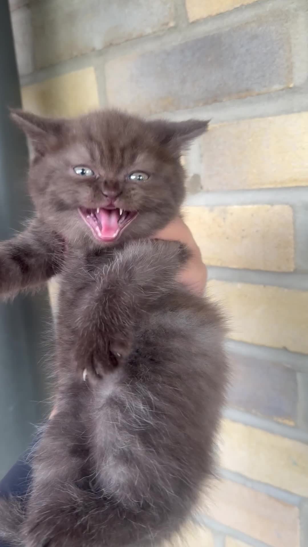 British Shorthair cats for sale: British rainbow shorthair kittens - Video 5