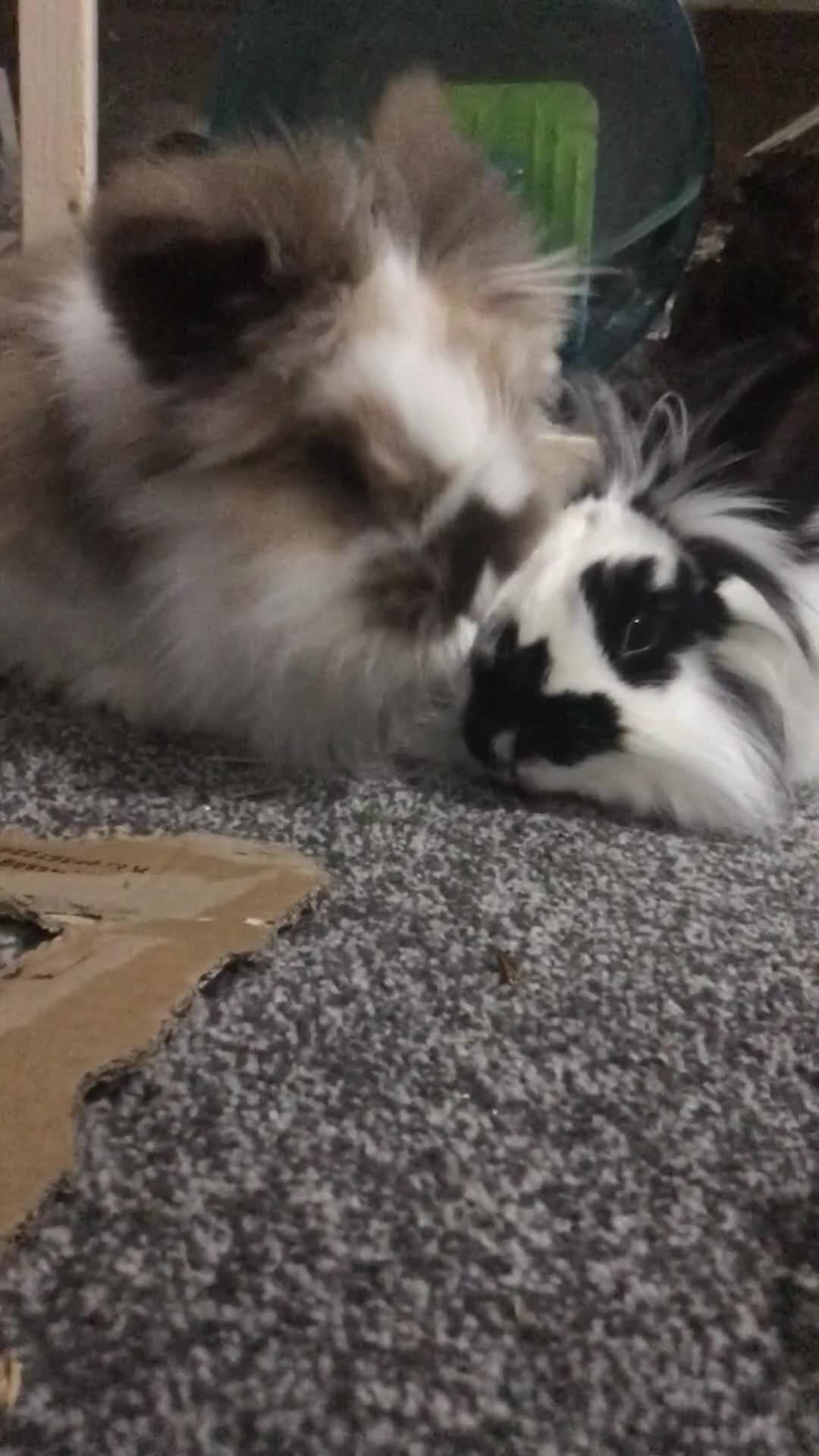 Rex rabbits for sale: Rex Lionhead mix - Video 1