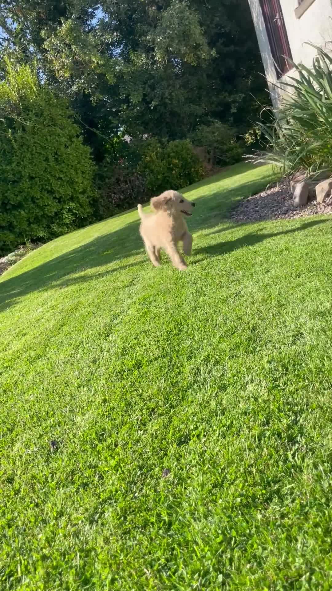 Mixed Breed dogs for sale: Cockapoo x Labradoodle  - Video 1