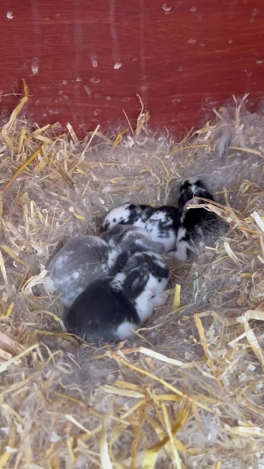 English Lop rabbits for sale: Beautiful bunnies in Pontefract - Video 3