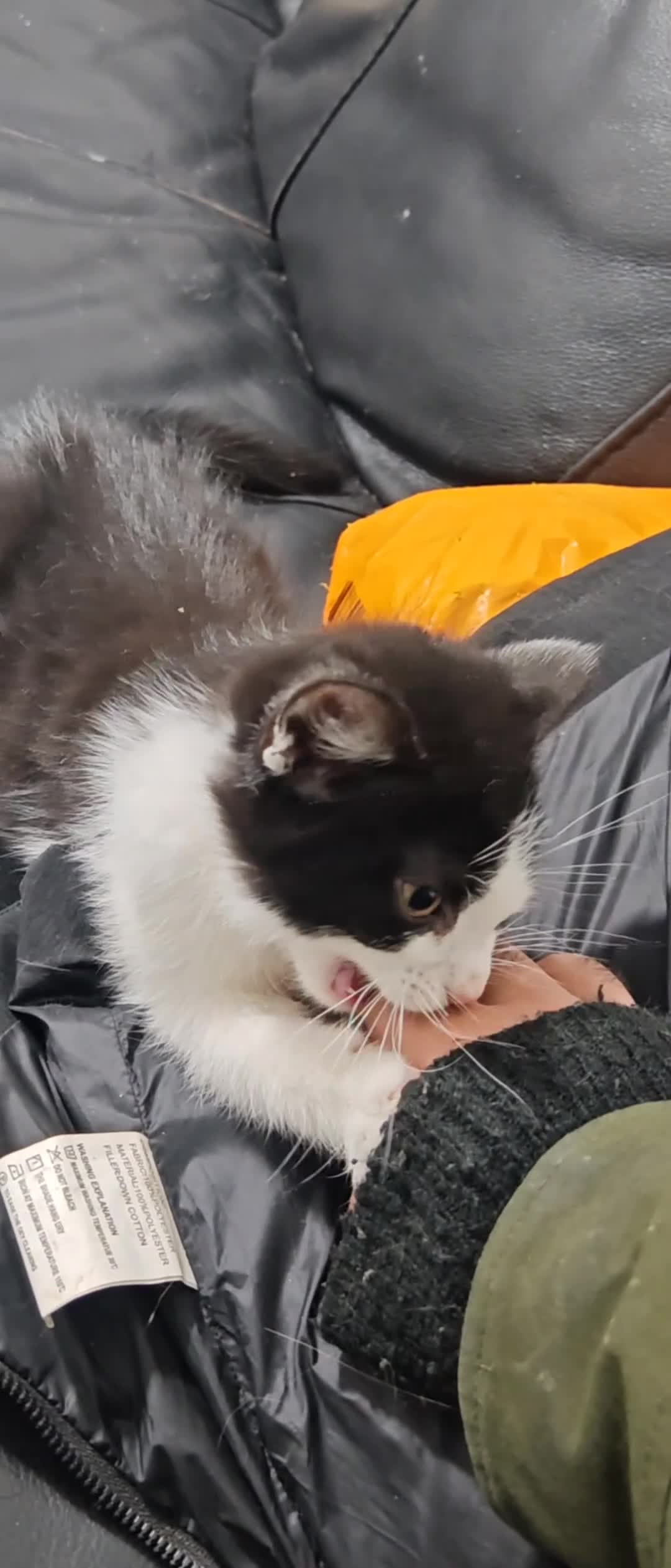 Mixed Breed cats for sale: 🐾 Two Beautiful Male Kittens Available –  –  - Video 1