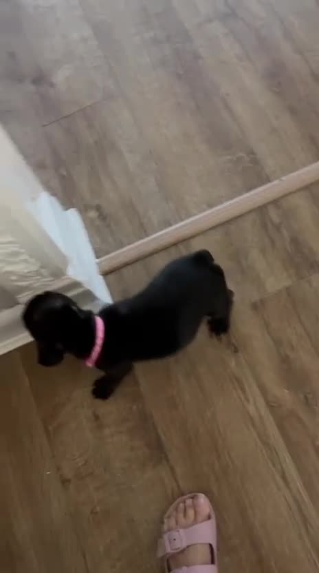 French Bulldog dogs for sale: French Bulldogs  - Video 1