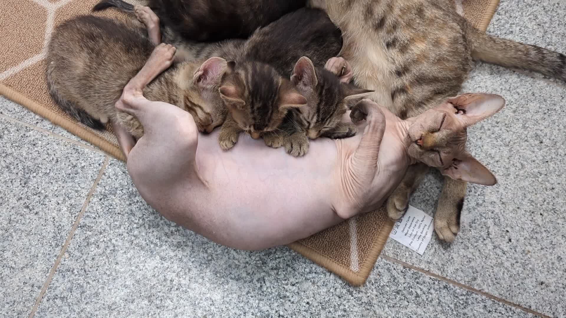 Mixed Breed cats for sale: 4 Tabby cats and one black with Sphynx mother - Video 1