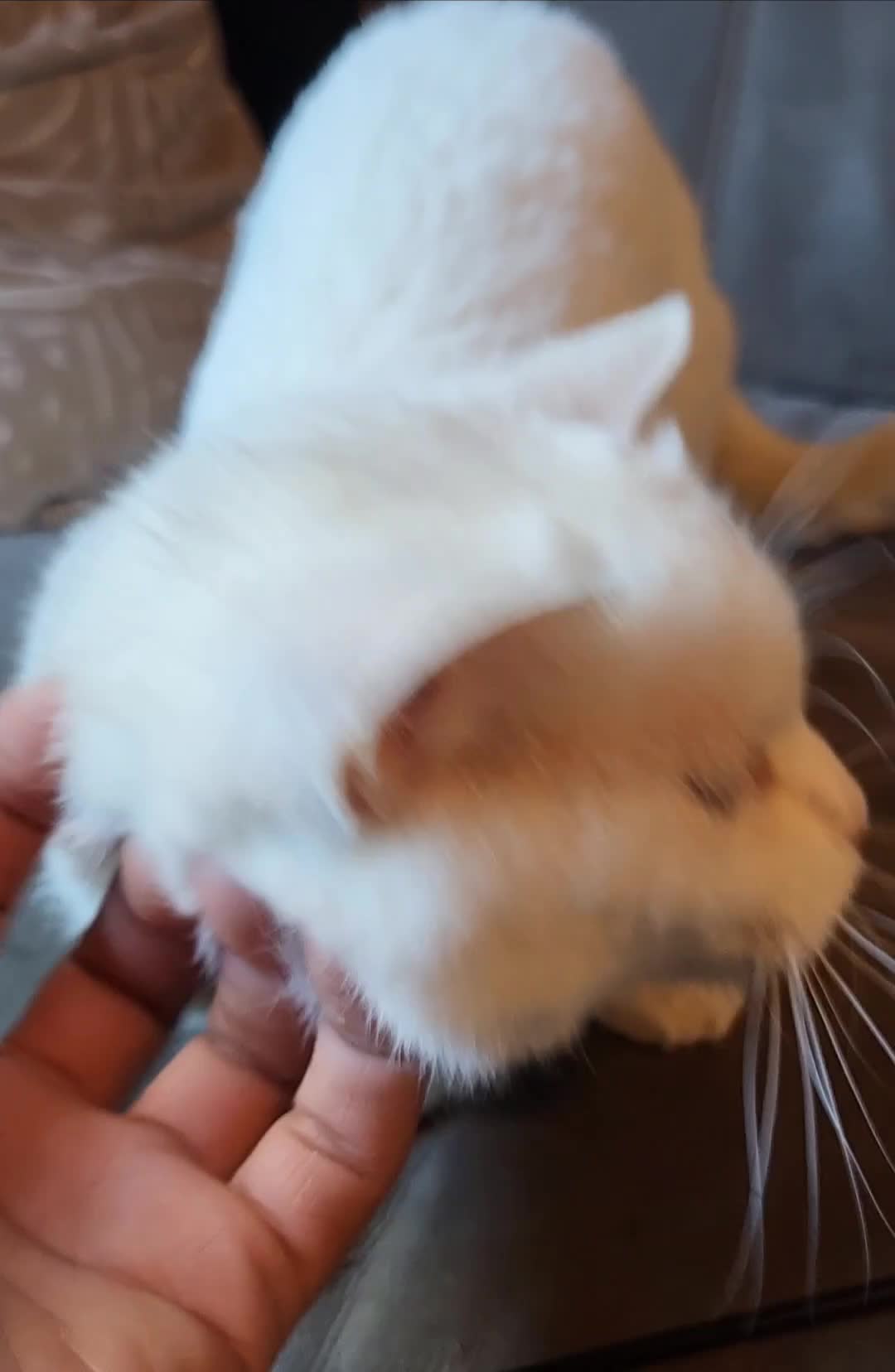 Munchkin cats for sale: Exceptional Quality & Extremely Rare Minuets - Video 2