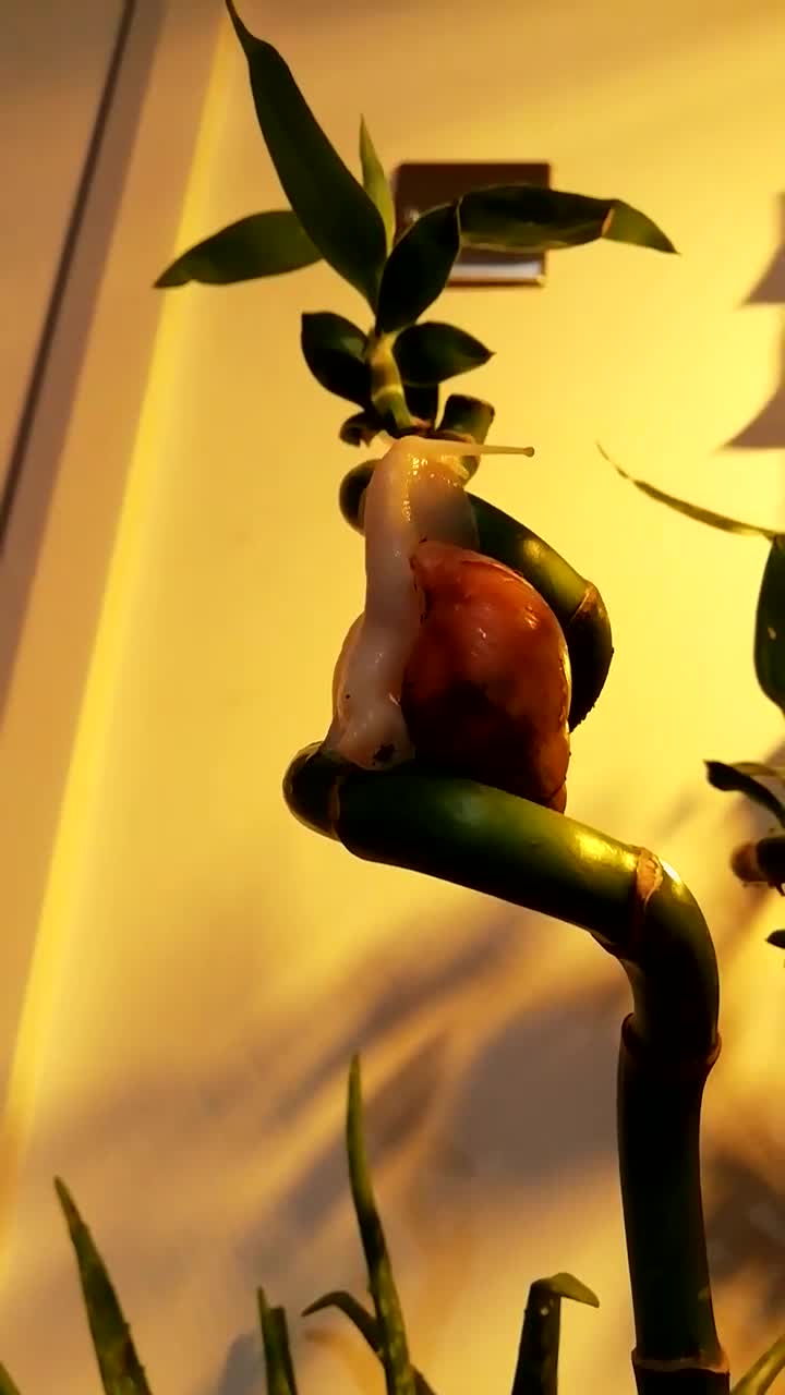 Slugs invertebrates for sale: Albino Achatina Fulica - Video 1