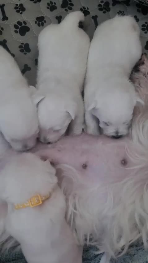 West Highland Terrier dogs for sale: KC Regist. – 3 Gorgeous Boys, Excellent Pedigree  - Video 2