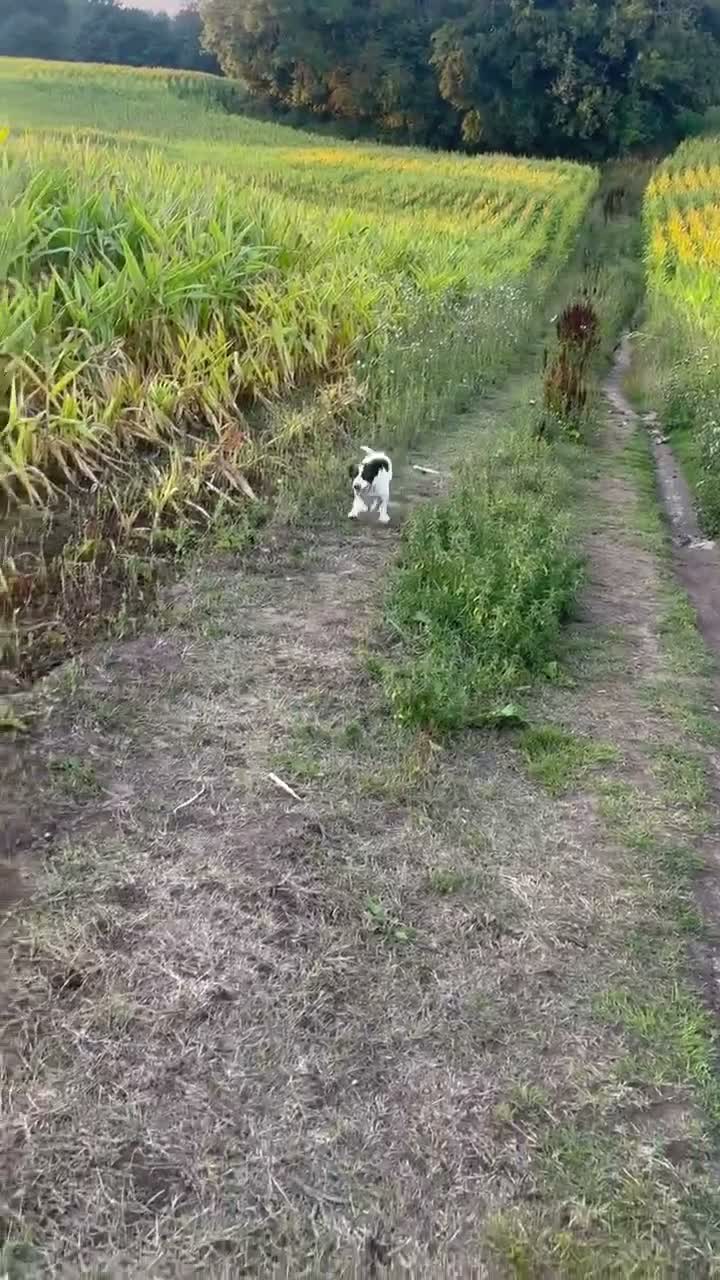 English Springer Spaniel dogs for sale: Kc registered mark working lines part trained  - Video 1
