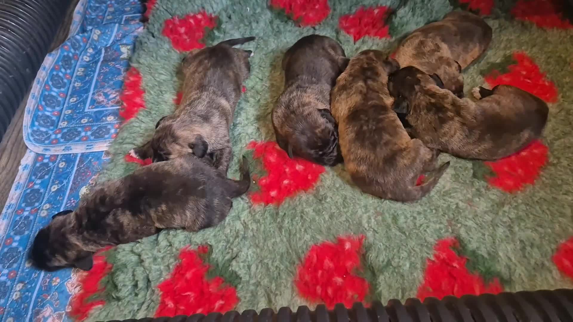 Mixed Breed dogs for sale: Beautiful Brindle Cane Corso/ Mastiff pups - Video 2