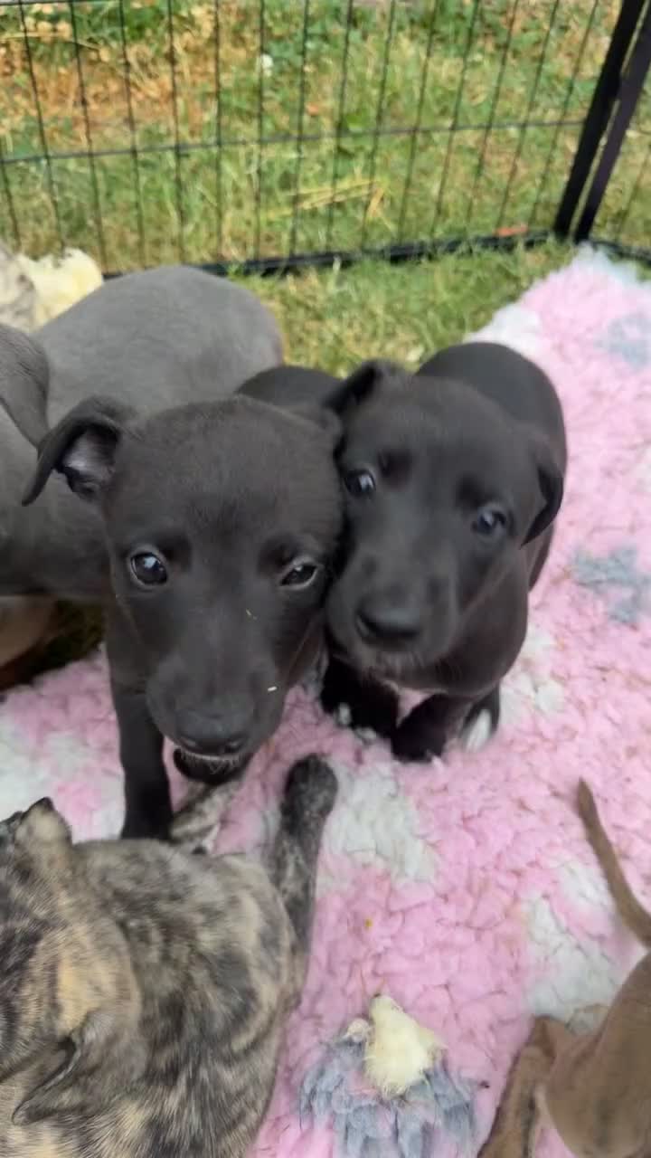 Mixed Breed dogs for sale: Whippet x lurcher puppies  - Video 1