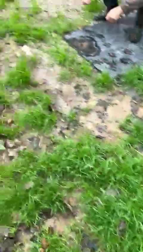 Weimaraner dogs for adoption: Thor, a handsome Weimaraner - Video 1