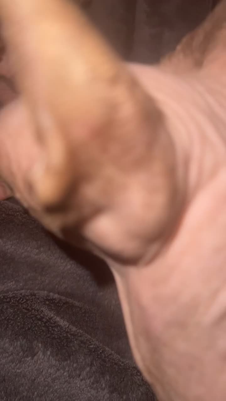 Sphynx cats for sale: Last sphynx Boy  - Video 5
