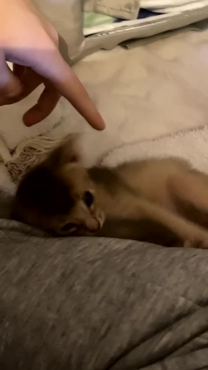 Abyssinian cats for sale: Abyssinian Kittens 🐾 - Video 1
