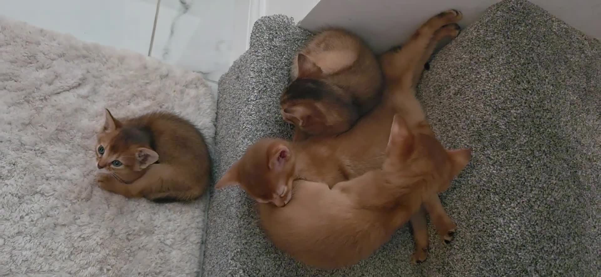 Abyssinian cats for sale: Adorable Abyssinian Kittens - Video 1