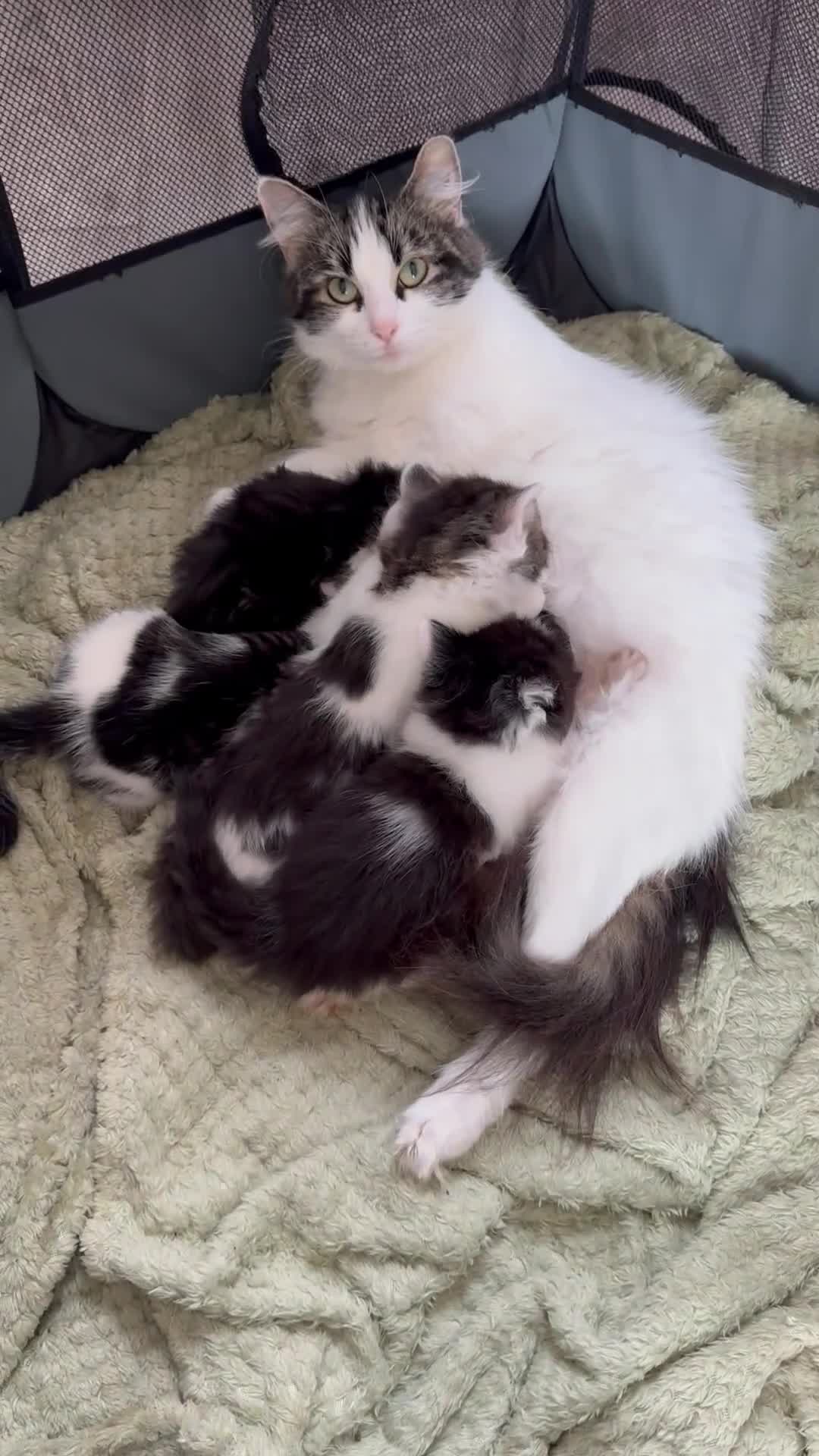 Domestic Shorthair cats for sale: All kittens are SOLD - Video 1