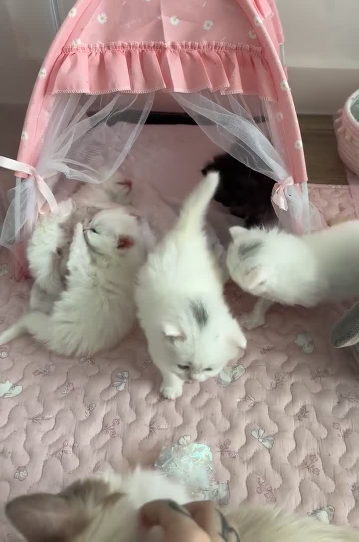 Ragdoll cats for sale: LAST KITTEN LEFT 🎀 - Video 3