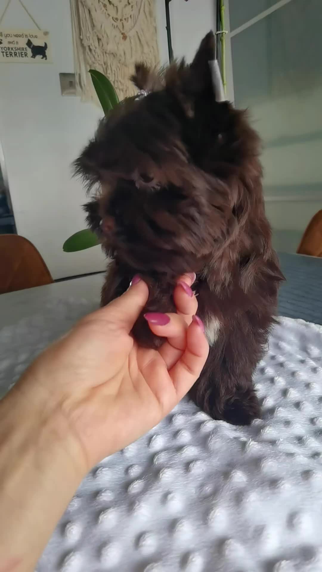 Yorkshire Terrier dogs for sale: Beautiful Yorkshire terrier -1Girl & 1Boy Left🐾 in Billericay - Video 1
