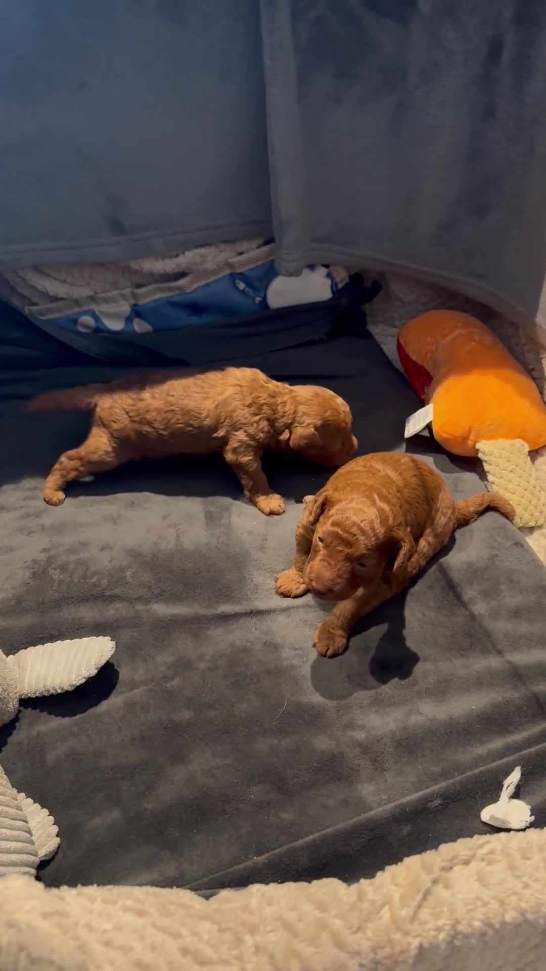 Toy Poodle dogs for sale: Two stunning red colour Toy Poodles.  - Video 1