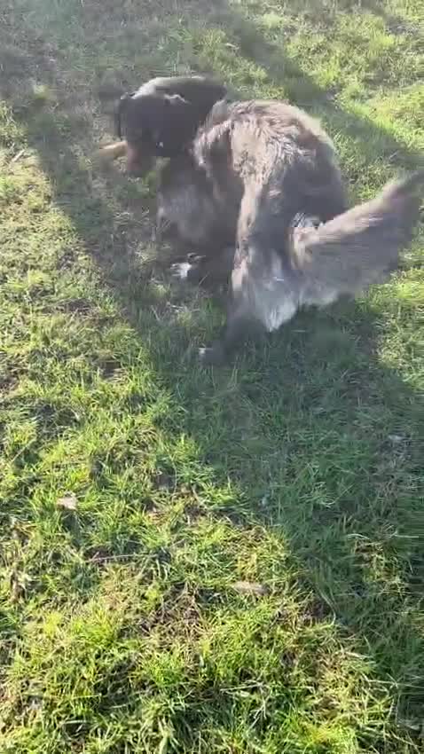 Mixed Breed dogs for adoption: 🐾 BELLA – A Brave Heart Ready to Love Again 💛 - Video 4