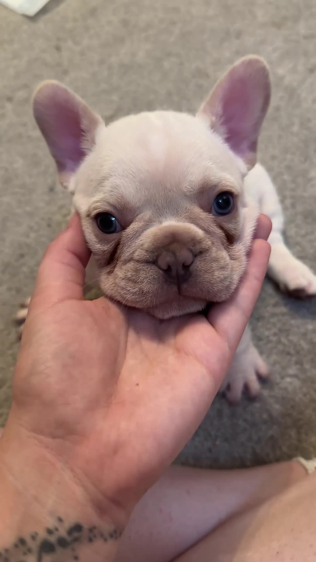 French Bulldog dogs for sale: KC registered French Bulldog puppies. READY 31/8 - Video 5
