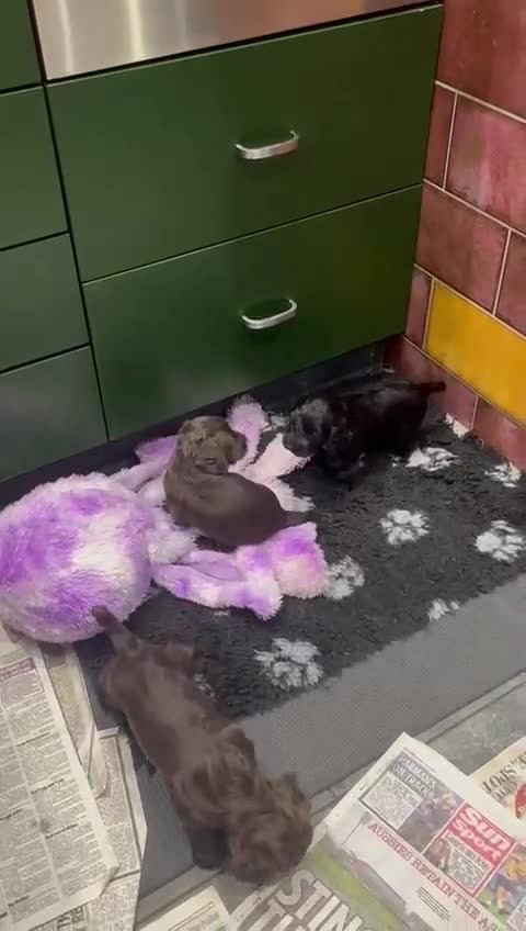 Cocker Spaniel dogs for sale: Working Cocker Spaniel  - Video 1