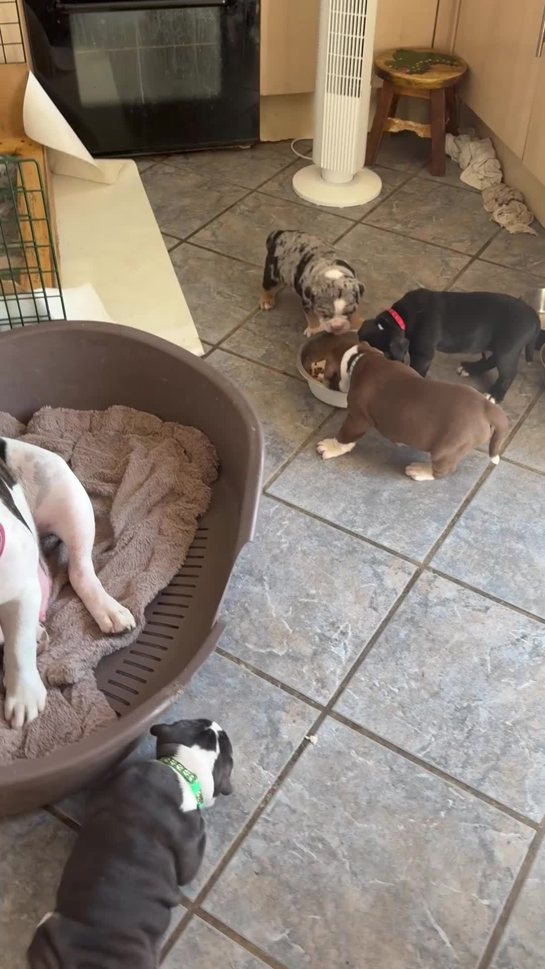 Mixed Breed dogs for sale: Mixed breed bulldog puppies - Video 5