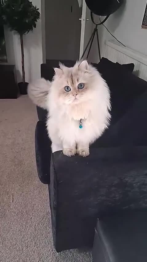 British Longhair cats for sale: Mr Leo - Video 4