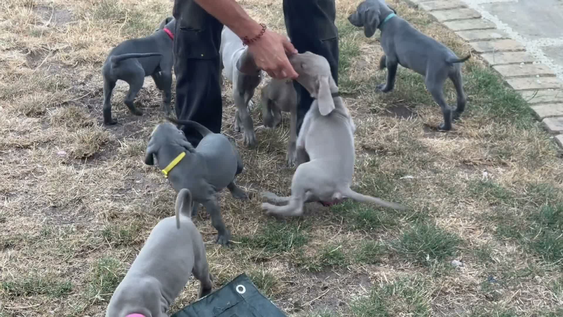 Weimaraner dogs for sale: 🌟READY 2 LEAVE🌟KC Reg Weimaraners 🩷💙 - Video 1