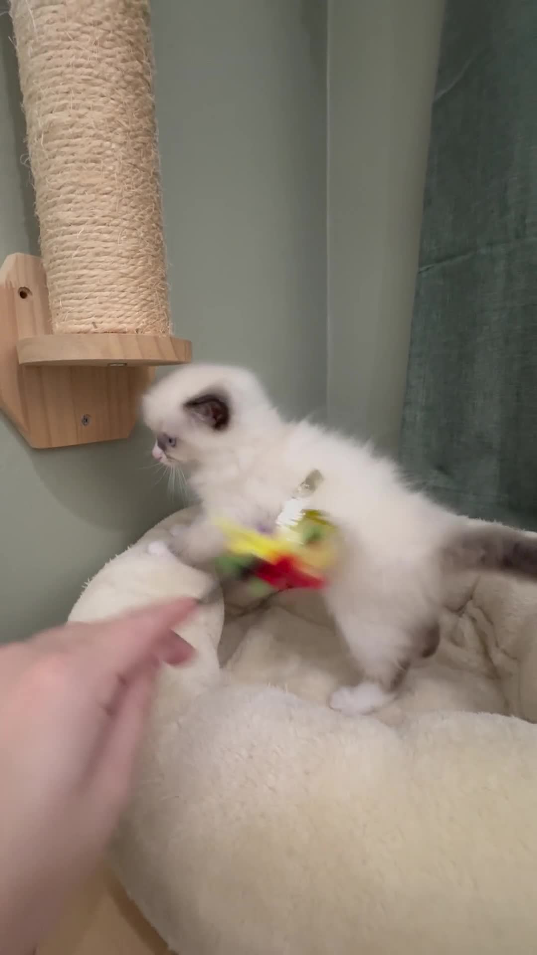 Ragdoll cats for sale: Gccf ragdolls ready 12th Jan  - Video 1