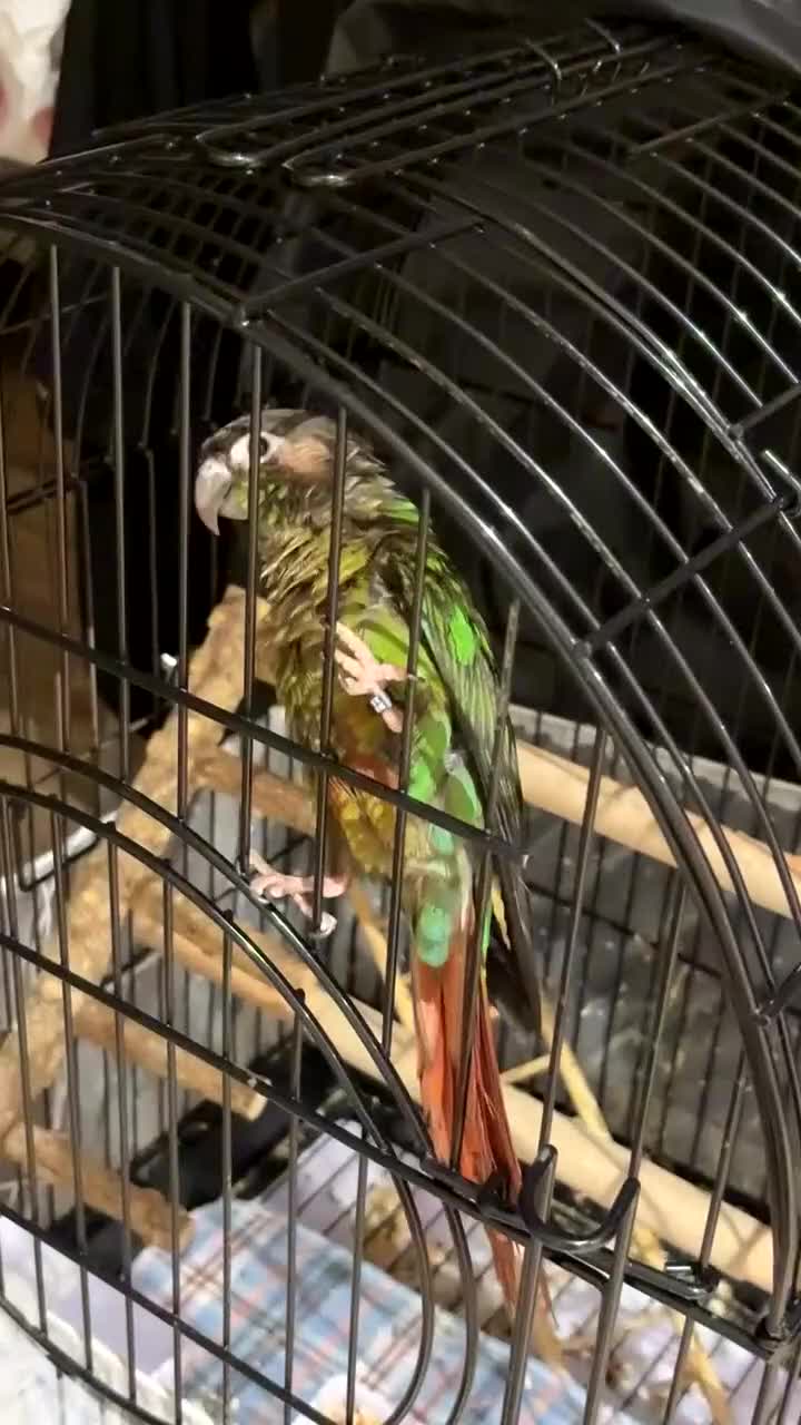 Conures birds for sale: URGENT SELL Tame 6-month old Male Conure in Wembley - Video 5