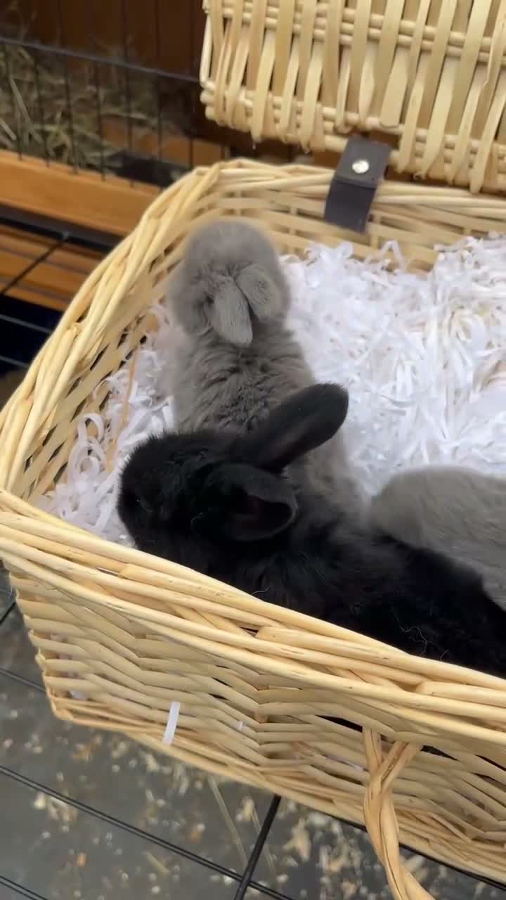Mini Lop rabbits for sale: Early Summer 2026 - Video 1