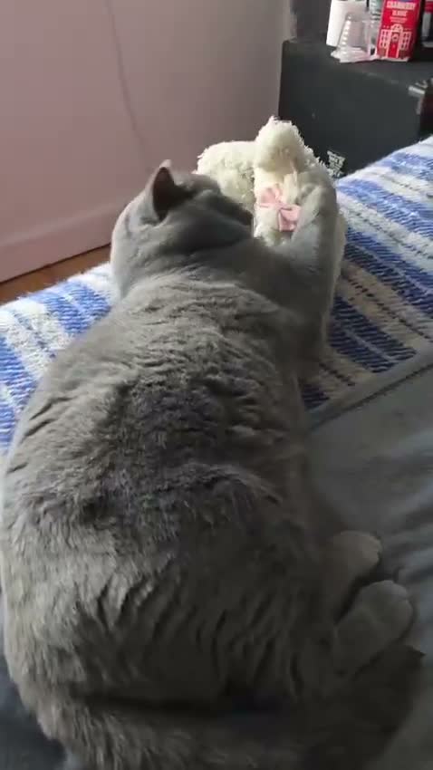 British Shorthair cats for sale: Purebred British shorthair - Video 1
