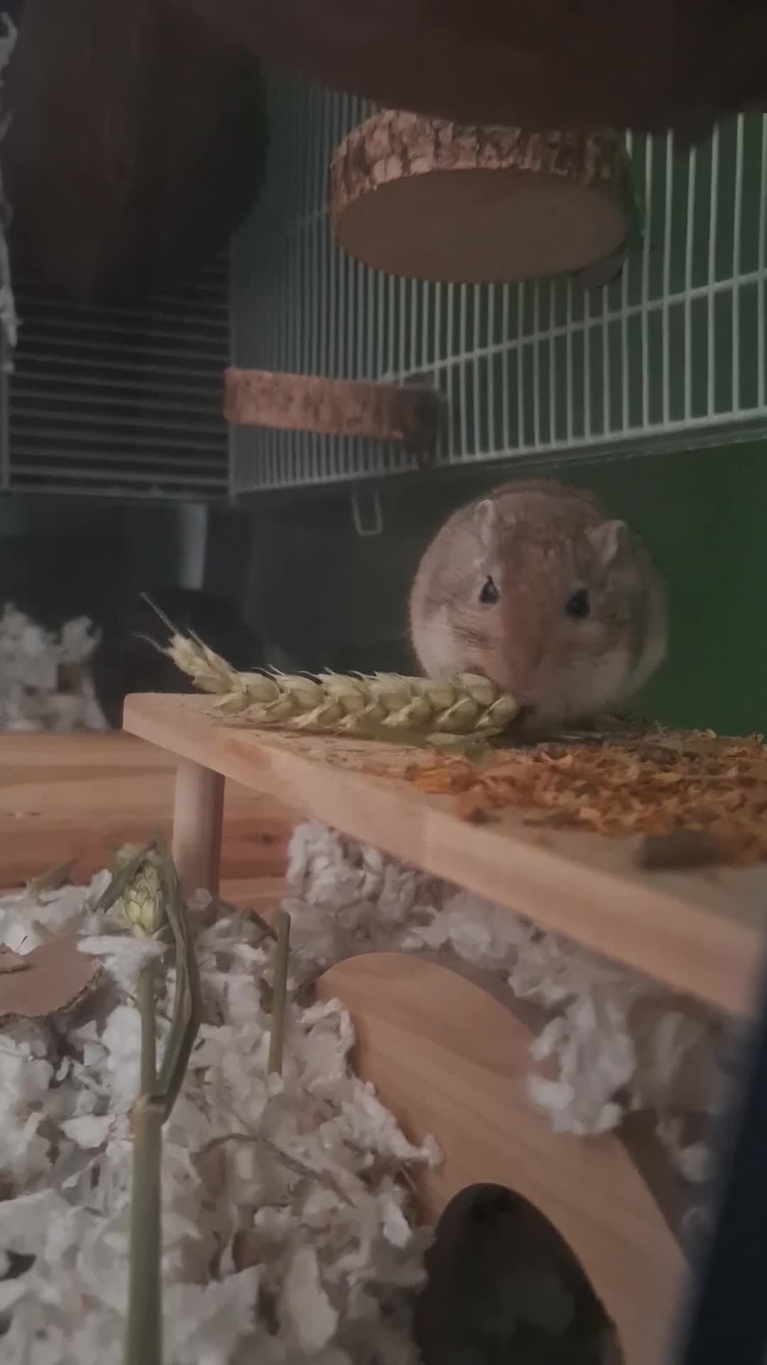 Gerbil rodents for sale: Young male gerbil in Southampton - Video 1