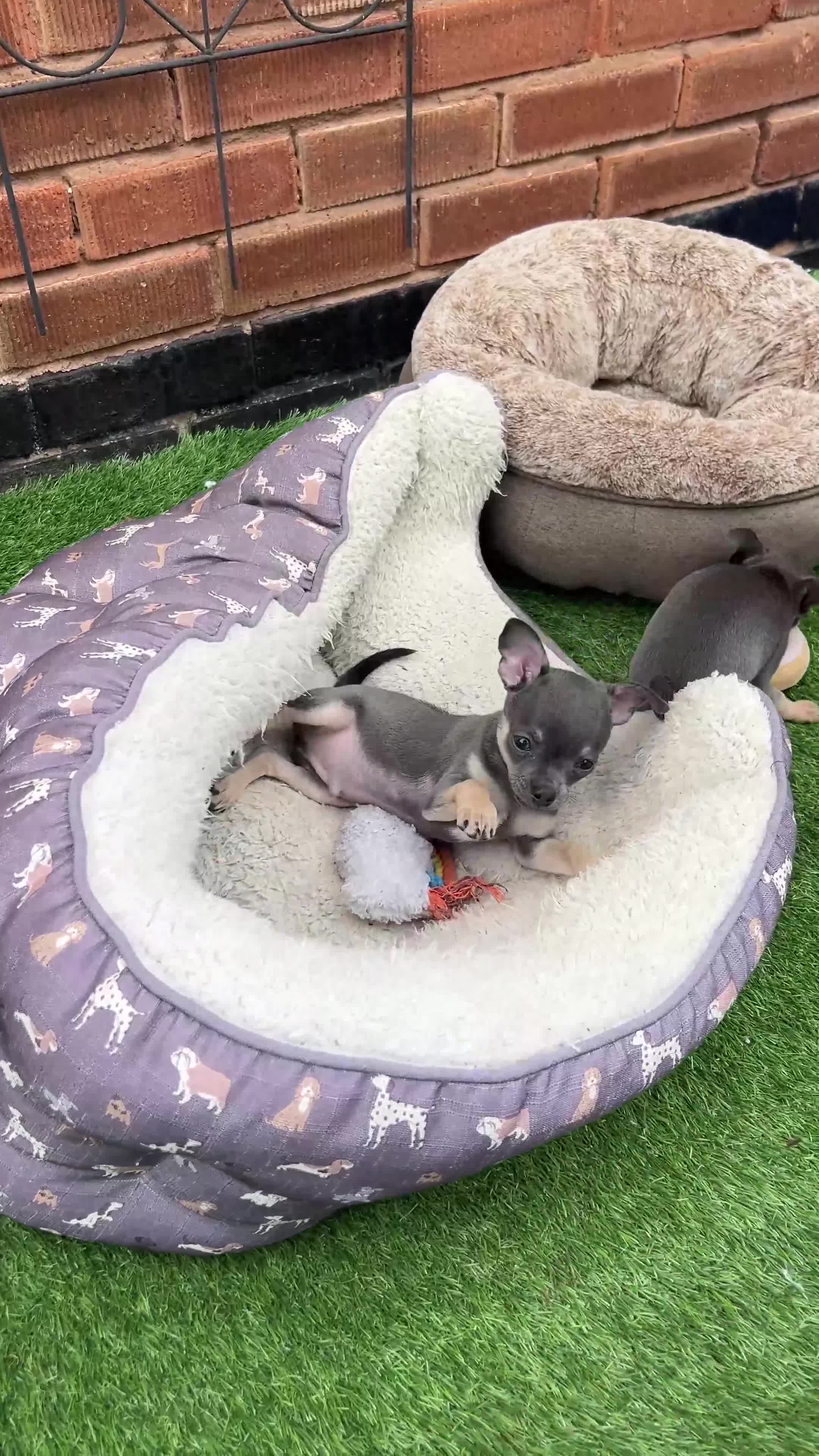 Chihuahua dogs for sale: READY one boy left  (lilac) chihuahua pup left💜🐾 - Video 1