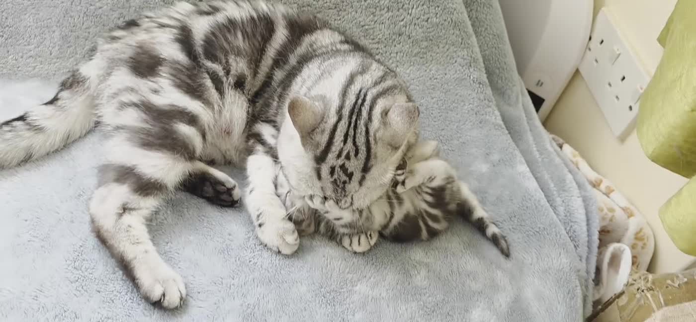 British Shorthair cats for sale: Silver Tabby kitten with his mother  - Video 1