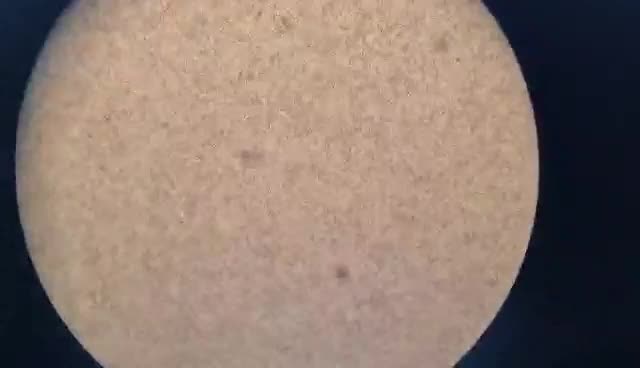 French Bulldog dogs for stud: Amazing structure and quality ‼️ in Ebbw Vale - Video 2