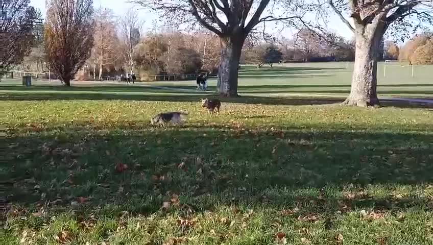 Mixed Breed dogs for adoption: Efa 🐾 would love a doggy sibling - Video 1