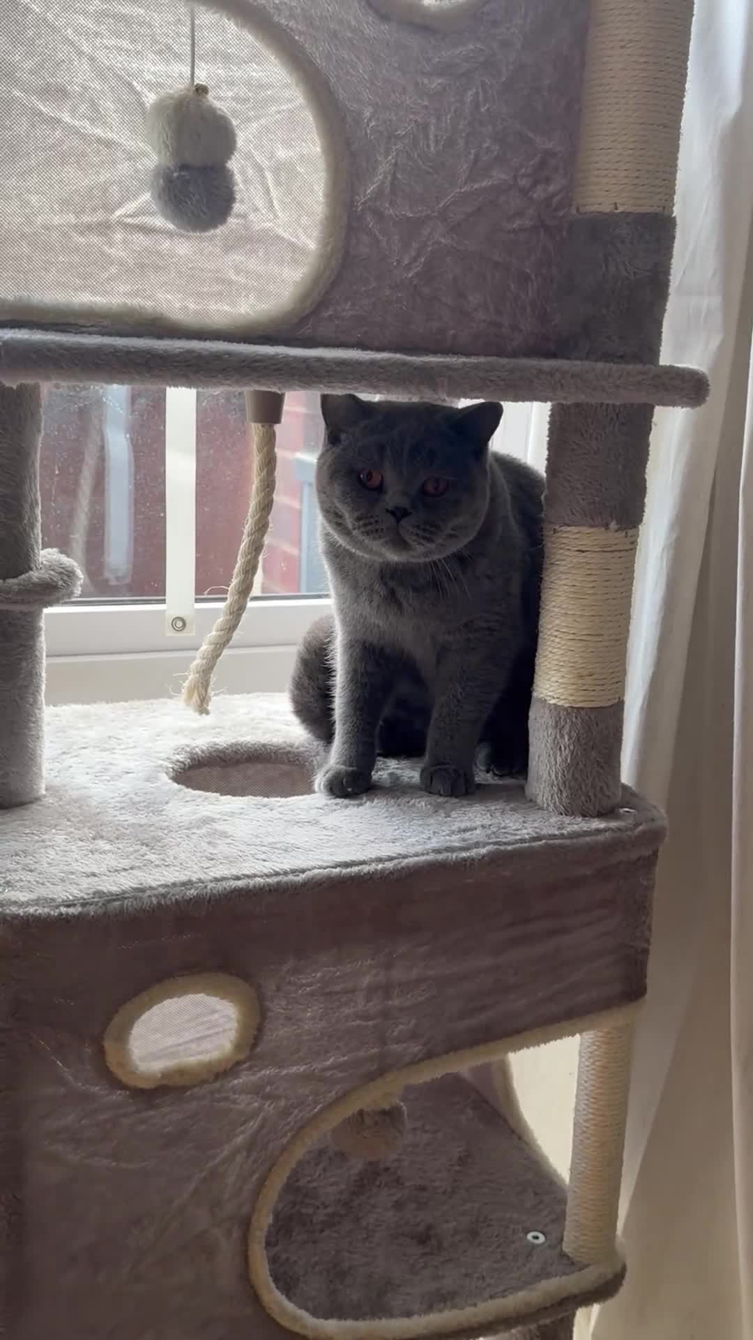 British Shorthair cats for sale: Britsh Shorthair - Video 1