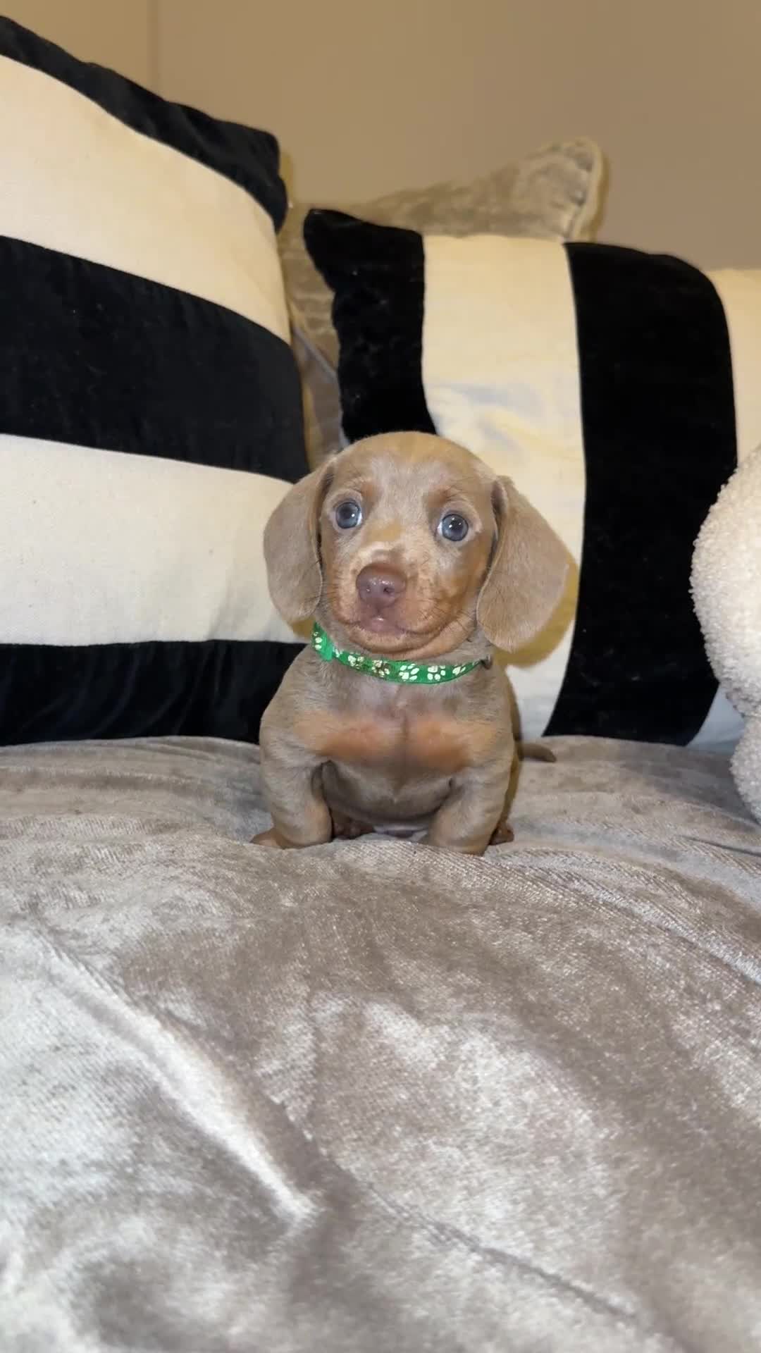 Miniature Dachshund dogs for sale:  READY NOW Quality minismooth haired dachshunds 🐾 - Video 1