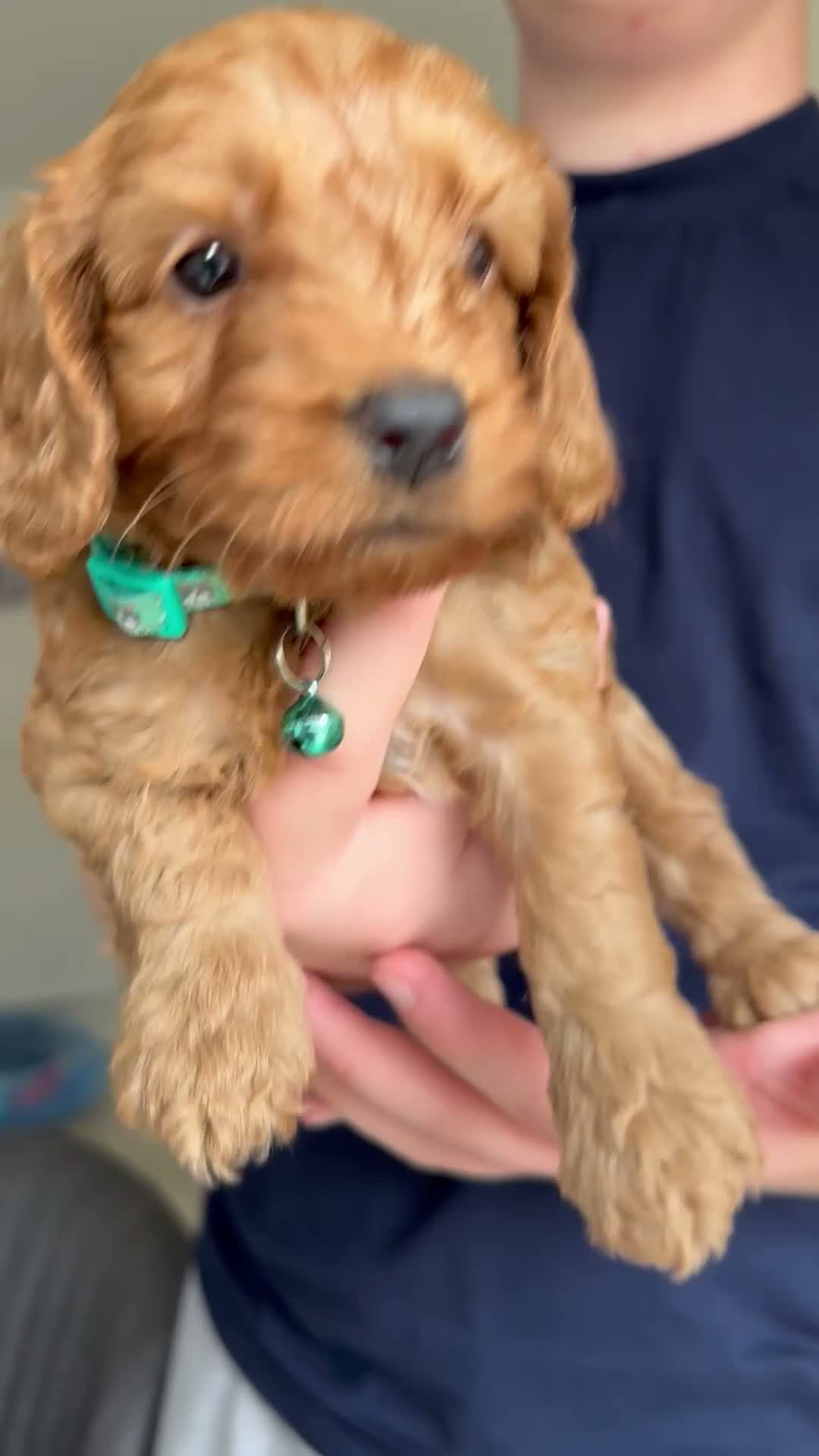 Cockapoo dogs for sale: Cockapoo puppies for sale in Craigavon - Video 1