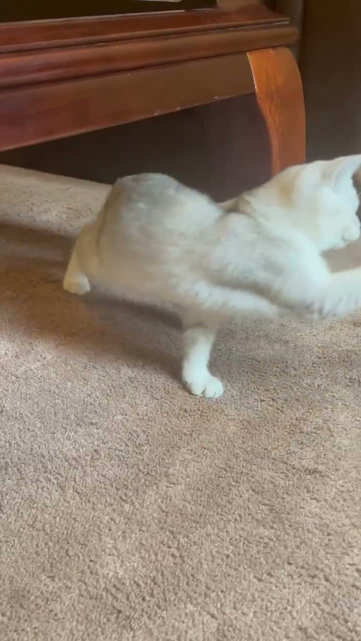 British Shorthair cats for sale: British short hair kitten  - Video 1