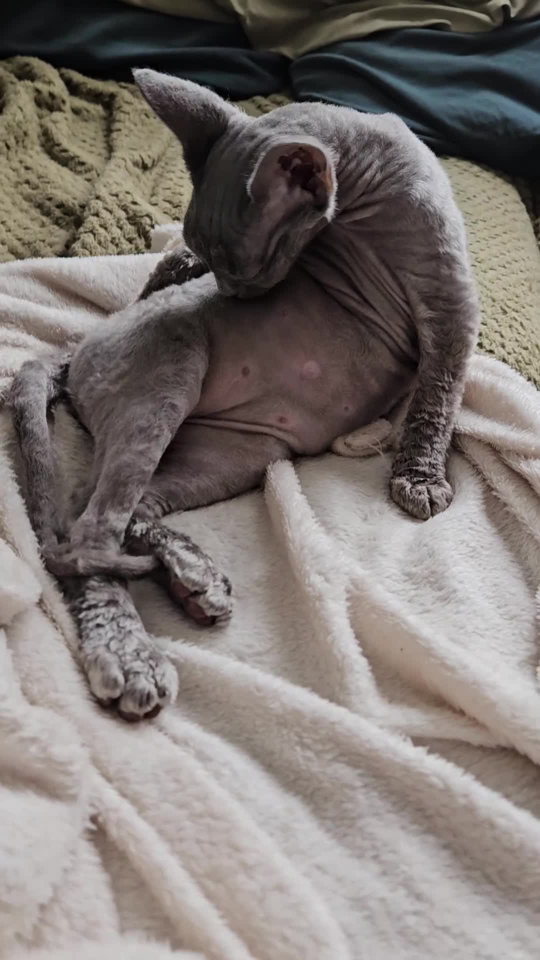 Devon Rex cats for sale: Two Liliac boys available in Manchester - Video 1